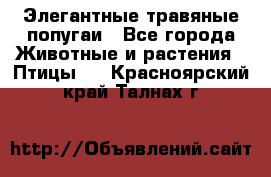 Элегантные травяные попугаи - Все города Животные и растения » Птицы   . Красноярский край,Талнах г.